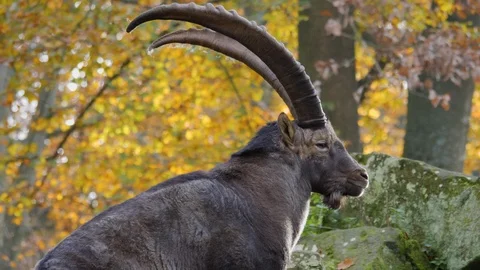 Close up of an alpine ibex Stock Footage 120262447
