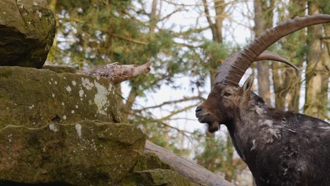 Close up of alpine ibex Stock Footage 124541267