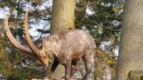 Close up of alpine ibex Video stock 124541612