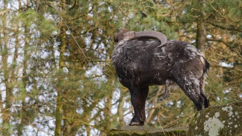 Close up of alpine ibex Stock Footage 124541648