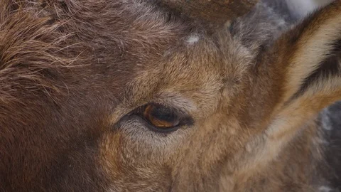 Close up of alpine ibex Stock Footage 124541861