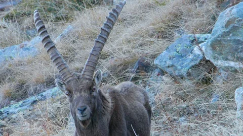 Close up of alpine ibex italy Video stock 127116691