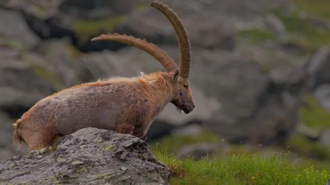 Close up alpine ibex with large curved horns Stock Footage 340076791