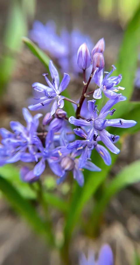 Close-up of alpine squill (Scilla bifolia) flowers in natural environment. Stock Footage 275853156