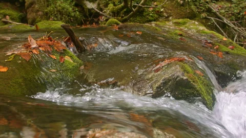 Close-up of an Alpine stream in autumn Stock Footage 258928874