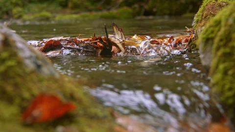 Close-up of an alpine stream Stock Footage 258928595