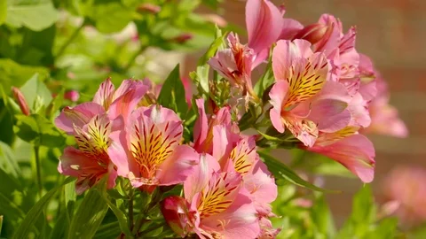 Close Up Alstroemeria Flowers 库存影片 79674972
