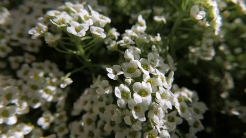 Close-up of alyssum flowers Stock Footage 109275049