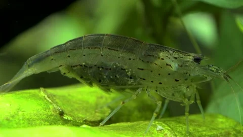 Close-up of Amano shrimp with eggs Stock Footage 181562014