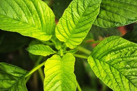 CLOSE UP AMARANTH GREEN LEAF Stock Photos