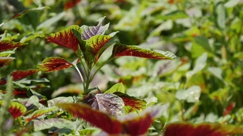Close up of amaranth leaves waving gently in the wind on a dense green and red g 스톡 동영상 341475360