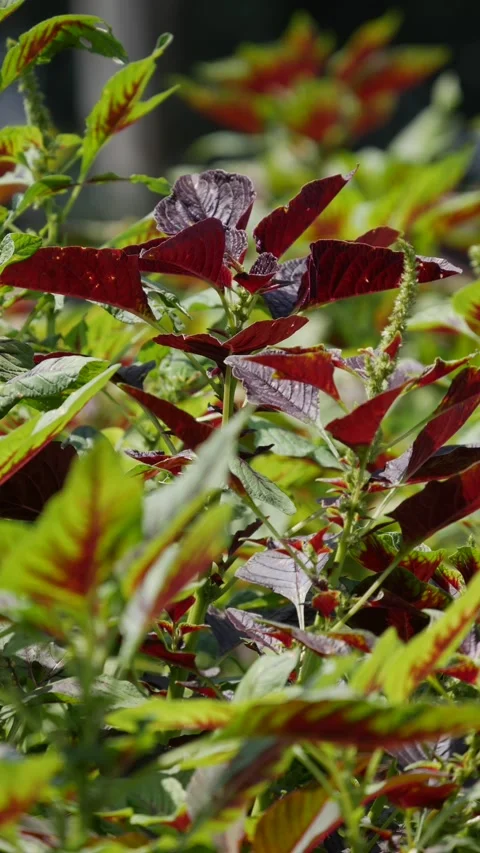 Close-up of amaranth leaves waving gently in the wind against a soft green backg 库存影片 343382387