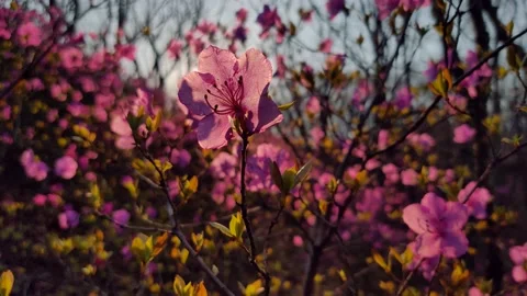 Close-up amazing first spring flower at sunset wild rosemary rhododendron azalea Stock Footage 153829518
