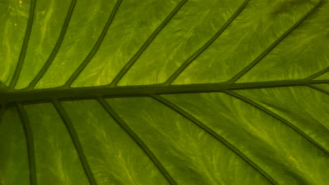 CLOSE UP Amazing structure and vein pattern of vibrant green exotic flower leaf Video stock 231732434