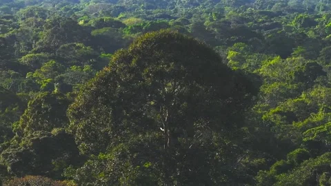 Close-Up of Amazon Emergent Tree Canopy in Tambopata, Peru, Aerial View Stock Footage 314319178