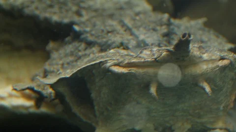 Close up of Amazon mata mata turtle head 4K Stock Footage 91715411
