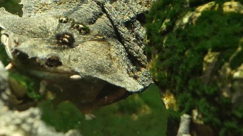 Close up of Amazon mata mata turtle heads 4K 스톡 동영상 97409628