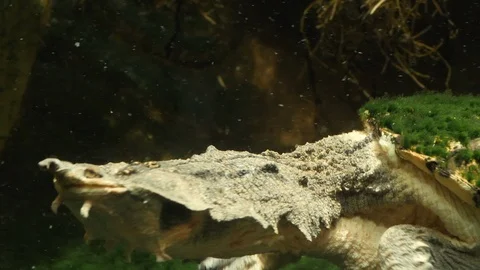 Close up- Amazon mata turtle underwater 4K 스톡 동영상 94728010