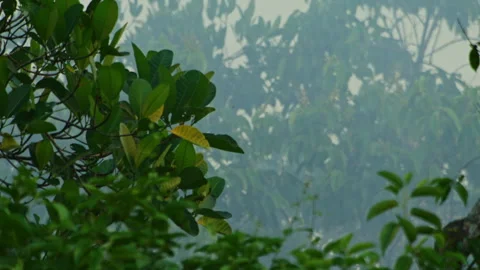Close-up of the Amazon rainforest canopy shrouded in wildfire smoke in the Stock Footage 340335761