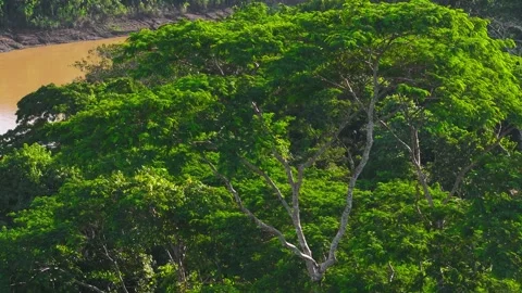 Close-Up of Amazon Tree Canopy Beside Tambopata River in Peru, Aerial Telephoto Stock Footage 314320688