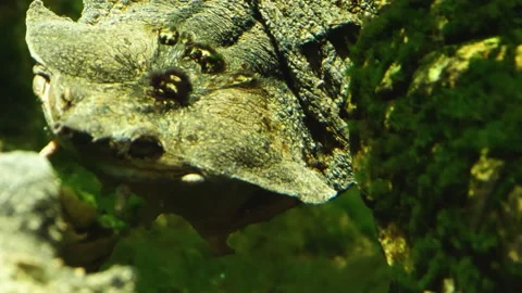 Close up of Amazon two mata mata turtle Video stock 135591703