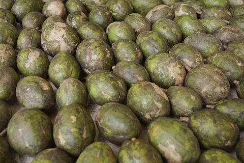 Close up Ambarella lined with green Stock Photos