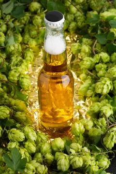 Close up of amber beer bottle surrounded by fresh green hops and golden tex.. Stock Photos