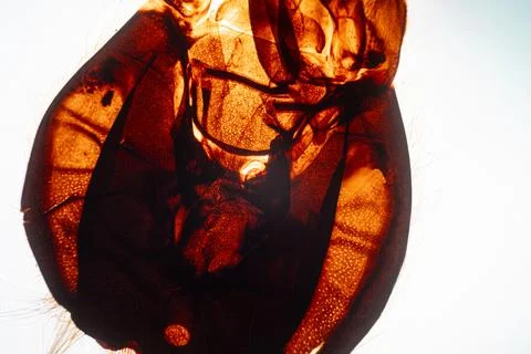 Close-up of amber-colored insect leg segments with. Stock Photos