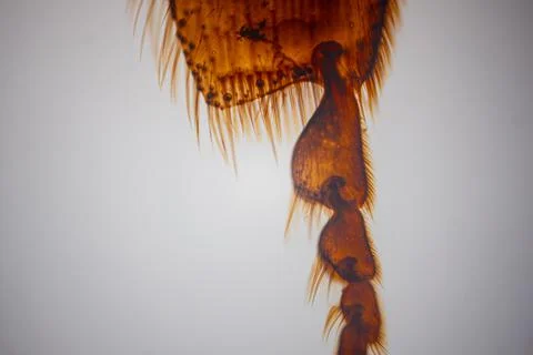 Close-up of amber-colored insect leg segments with. Stock Photos
