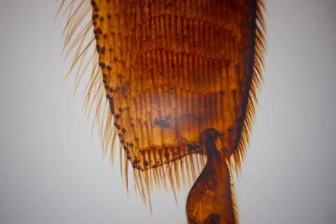 Close-up of amber-colored insect leg segments with. Stock Photos
