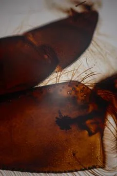 Close-up of amber-colored insect leg segments with. Stock Photos