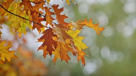Close-Up of an Amber Oak Leaf Cluster in Autumn Stock Footage 347686150