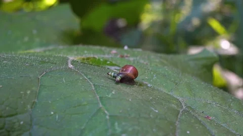 Close-up. The amber snail in which the Leukochloridium parasite lives. 動画素材 138617307