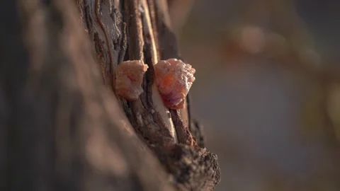 Close Up of Amber Tree Resin Oozing from Bark Stock Footage 335636301