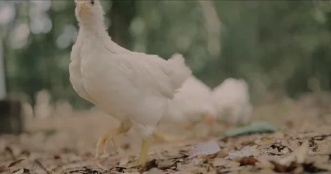 Close Up of Amberlink Backyard Chickens Walking Stock Footage 131054201