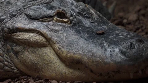 Close up of American Alligator 4K Stock Footage 138022447