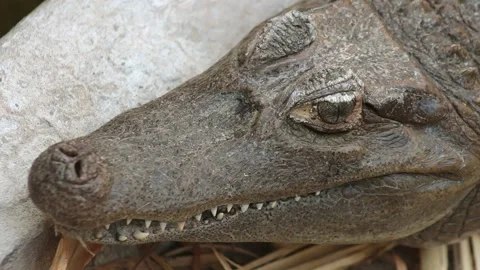 Close-up of American Alligator resting, closing jaw, softly bitting and Stock Footage 153120976