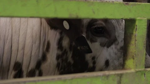 Close up of american beef bull Stock Footage 156111429