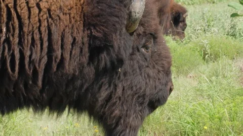Close up of American bison eating grass and grunting WITH AUDIO, Texas buffalo Stock-Footage 246944549