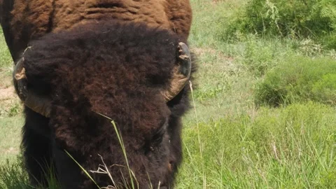 Close up of American bison grazing in the grass on a hot summer day Stock-Footage 246944563