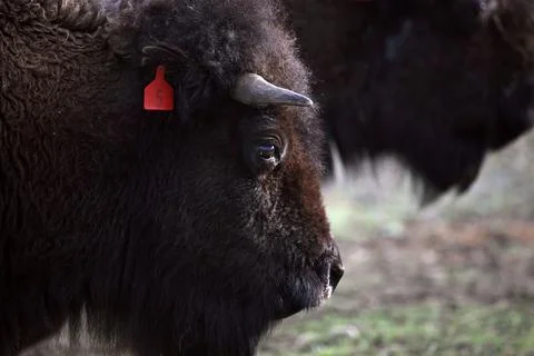 Close up of an American Bison in Saskatchewan Stock Photos