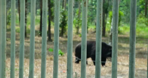 Close Up Of American Black Bears Curiously Looking Around Stock Footage 277165437