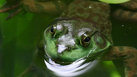 Close-up of an American bullfrog Stock Footage 337960463