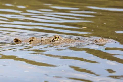 Up close with an American Crocodile Stock Photos