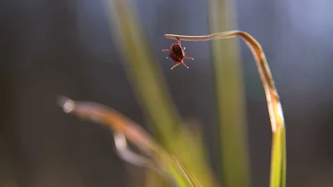 Close up of American dog tick mating on the grass stem in nature Stock Footage 129439953