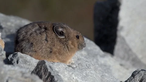 Close-up of an American Pika at sunset in northern Washington Stock Footage
