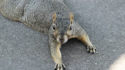Close-up of American Squirrel 2 Video stock 27785143