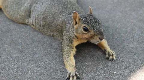 Close-up of American Squirrel 4 Video stock 27786049