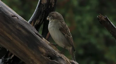 Close-Up of American Tree Sparrow Perched On Log Stock Footage 69062783