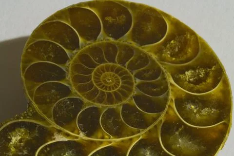 Close up of an ammonite fossil shell Stock Photos